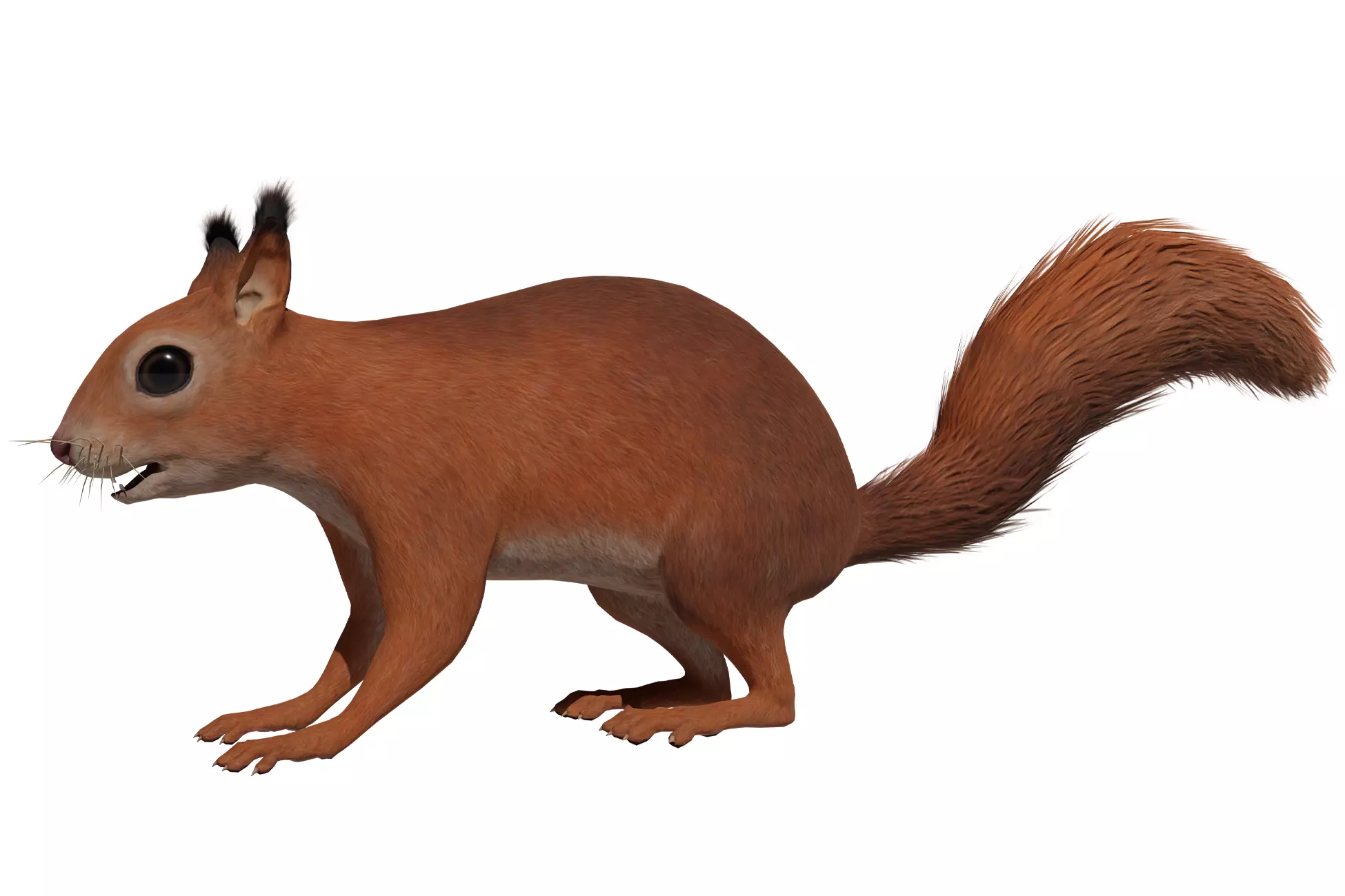Squirrel Low-poly 3D model_0