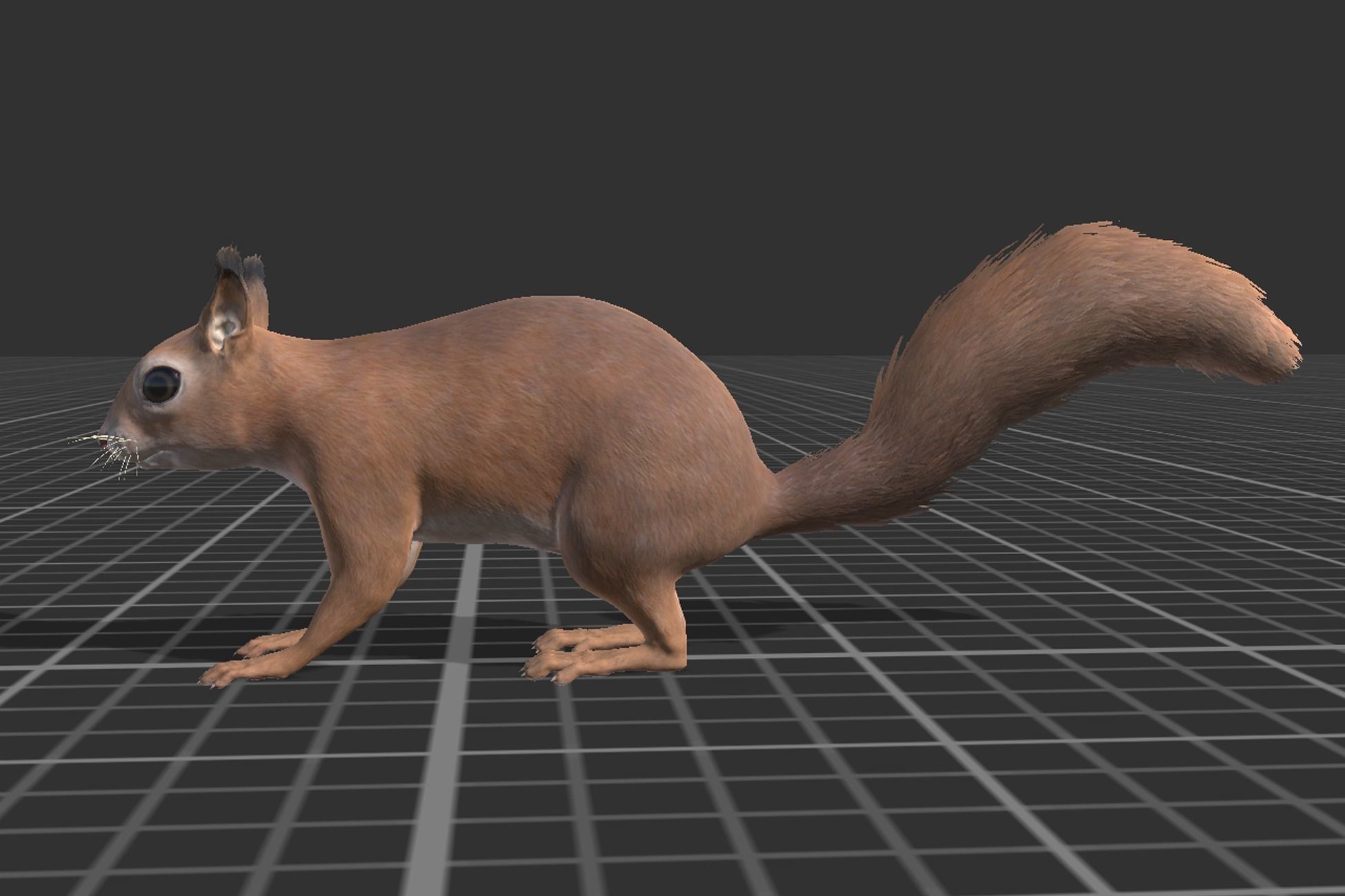 Squirrel Low-poly 3D model_2