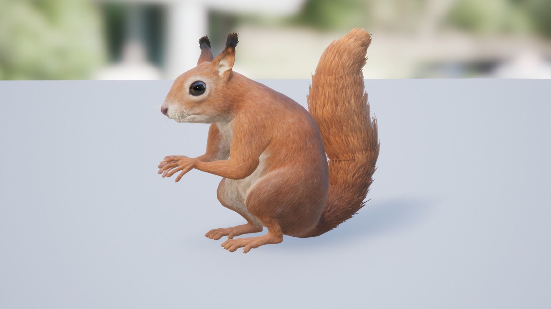 Squirrel Low-poly 3D model_11