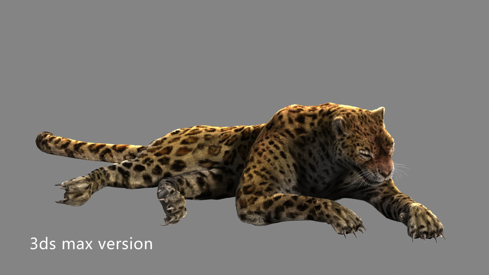 leopard panther puma jaguar Low-poly 3D model_5