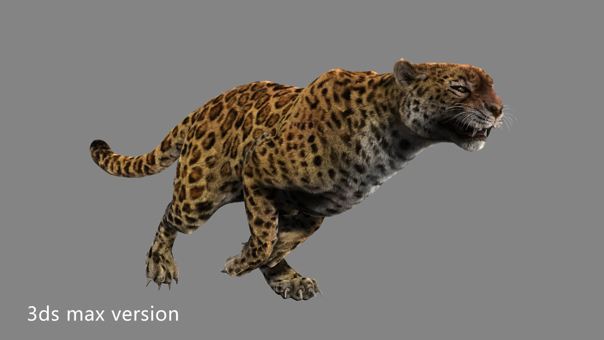leopard panther puma jaguar Low-poly 3D model_3
