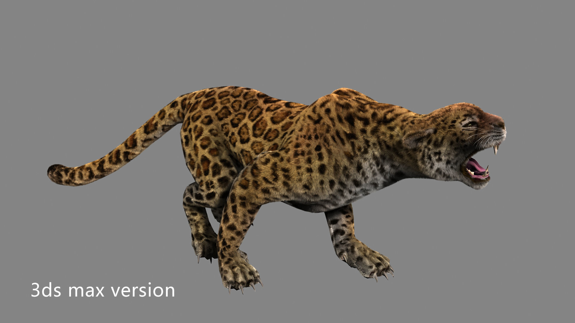 leopard panther puma jaguar Low-poly 3D model_4