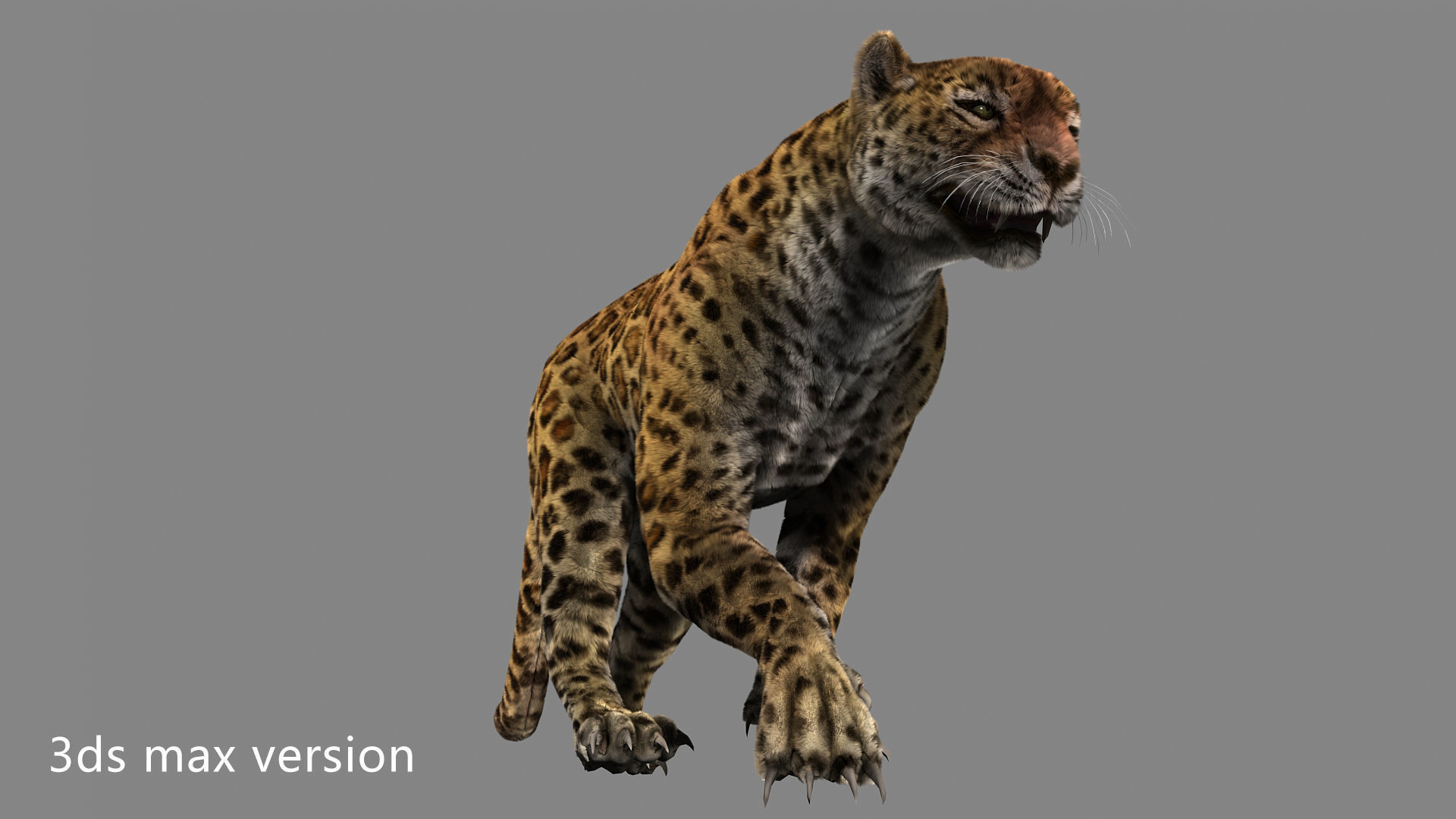 leopard panther puma jaguar Low-poly 3D model_6