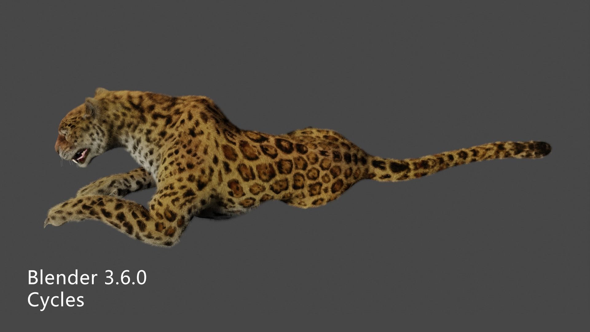leopard panther puma jaguar Low-poly 3D model_10