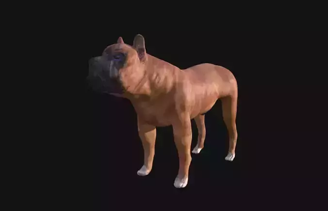 Boxer Dog Low-poly 3D model
