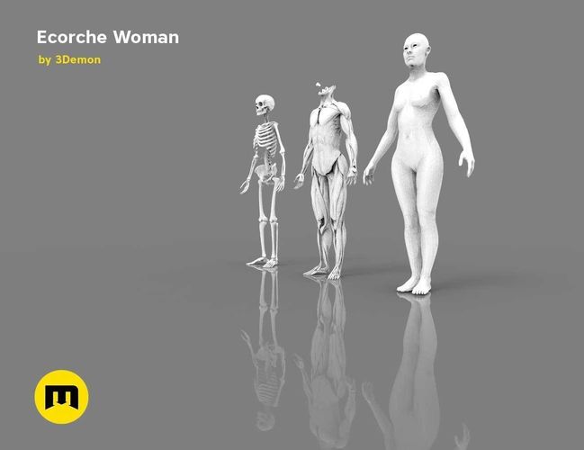 Human model Ecorche woman  3D model