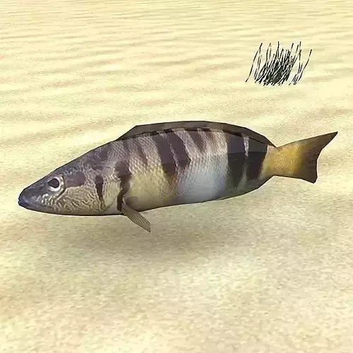 Pirka - Serranus scriba