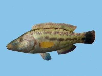Lumbrak - Symphodus Tinca Low-poly 3D model_2