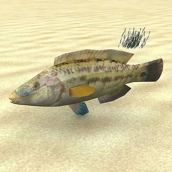 Lumbrak - Symphodus Tinca Low-poly 3D model_0