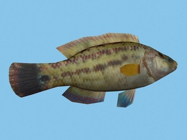 Lumbrak - Symphodus Tinca Low-poly 3D model_3