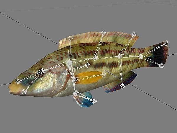 Lumbrak - Symphodus Tinca Low-poly 3D model_4
