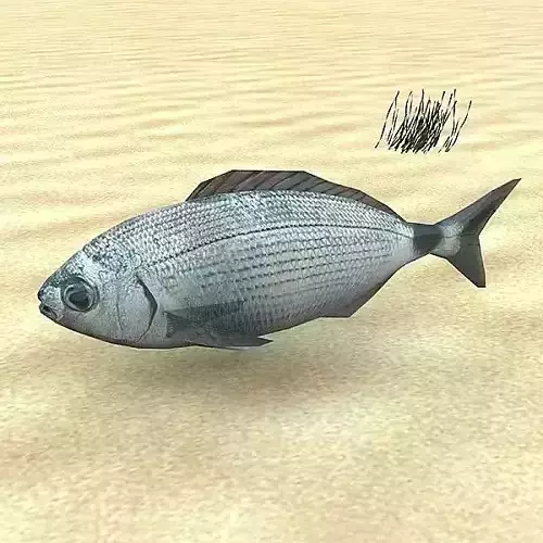 Orada - Oblada Melanura