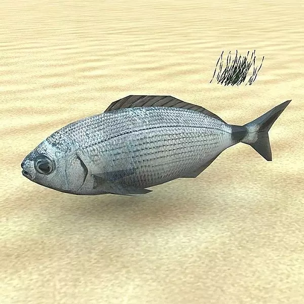 Orada - Oblada Melanura Low-poly 3D model_0