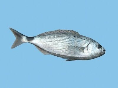 Orada - Oblada Melanura Low-poly 3D model_3