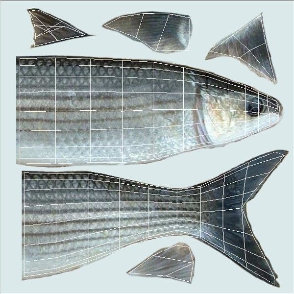 Cipal - mullet Low-poly 3D model_5