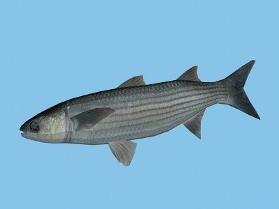 Cipal - mullet Low-poly 3D model_2