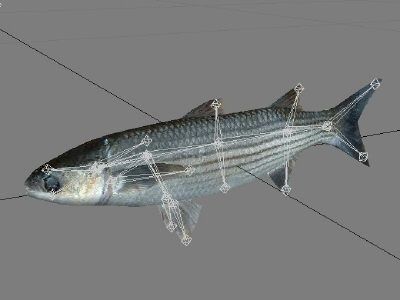 Cipal - mullet Low-poly 3D model_4