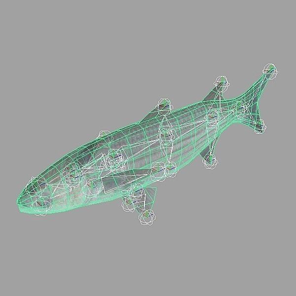 Cipal - mullet Low-poly 3D model_1