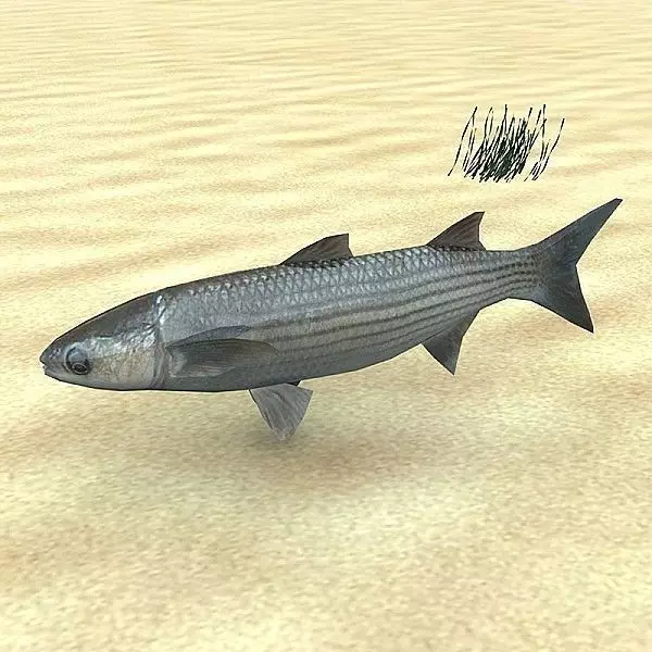 Cipal - mullet Low-poly 3D model_0
