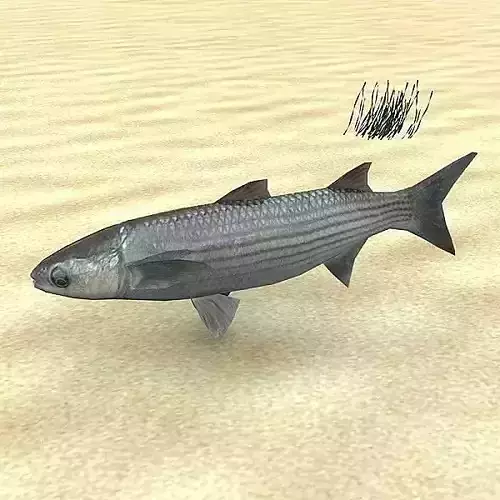 Cipal - mullet Low-poly 3D model