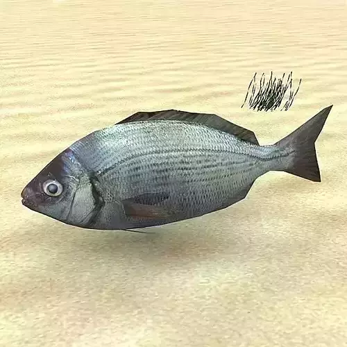 Kantar - Cantharus Low-poly 3D model