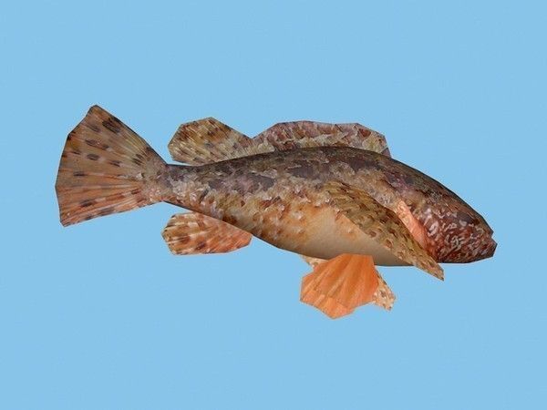 Skarpina - Scorpaena Scrofa Low-poly 3D model_3