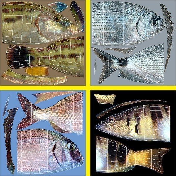 Adriatic sea fish collection Low-poly 3D model_14