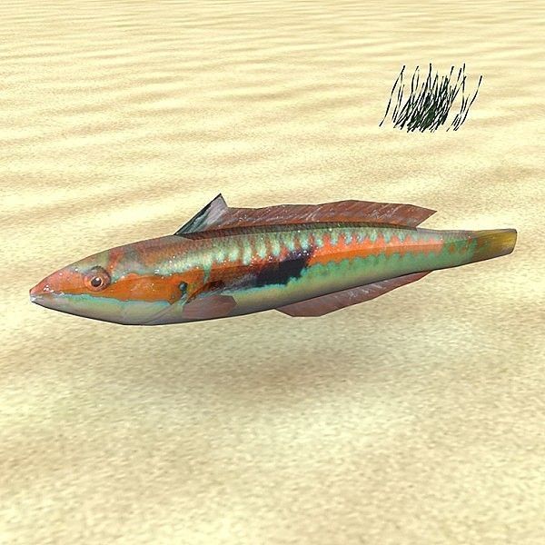 Adriatic sea fish collection Low-poly 3D model_5