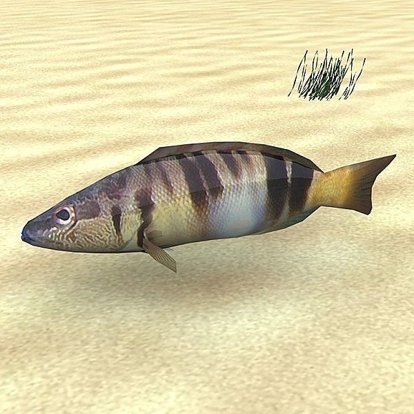 Adriatic sea fish collection Low-poly 3D model_10