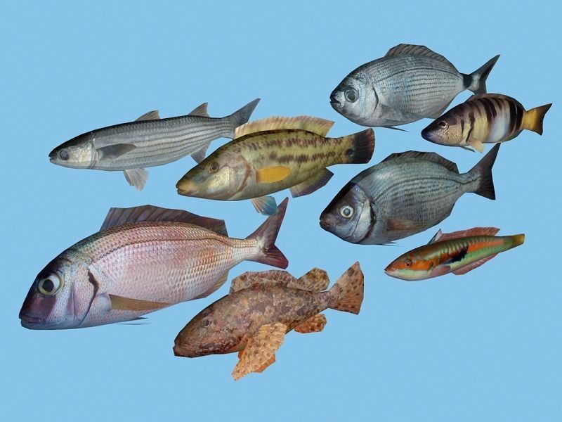 Adriatic sea fish collection Low-poly 3D model_11