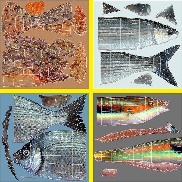 Adriatic sea fish collection Low-poly 3D model_13