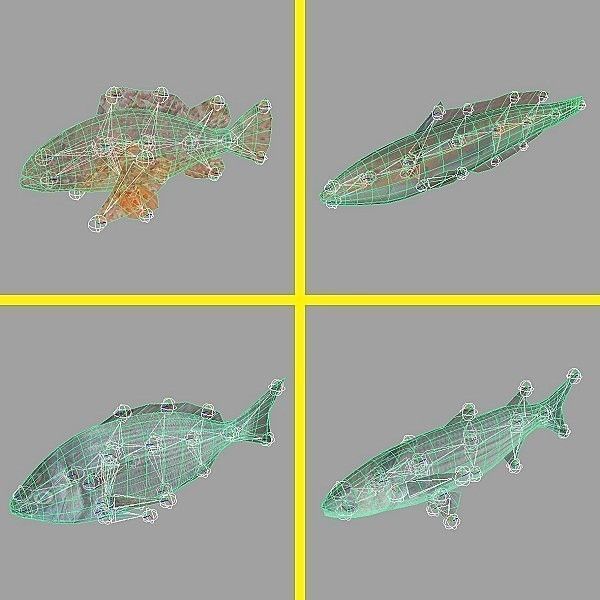 Adriatic sea fish collection Low-poly 3D model_16