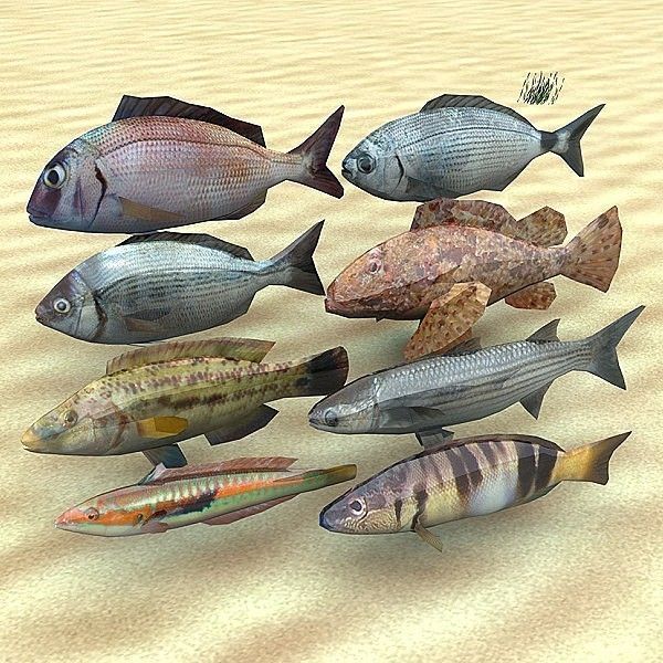 Adriatic sea fish collection Low-poly 3D model_1