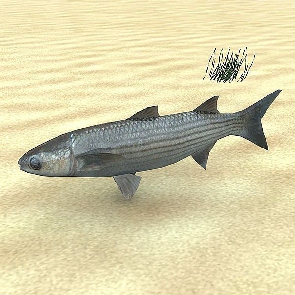 Adriatic sea fish collection Low-poly 3D model_6