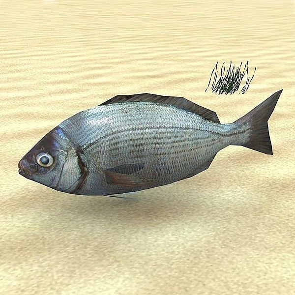 Adriatic sea fish collection Low-poly 3D model_4
