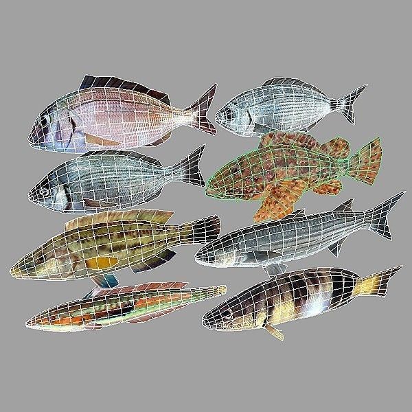 Adriatic sea fish collection Low-poly 3D model_12