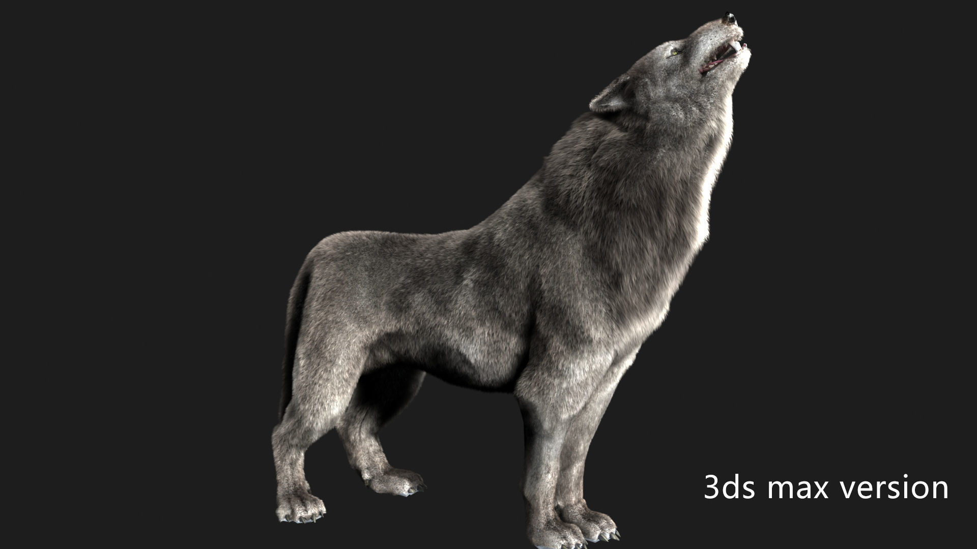 wolf wild dog husky beast howl hair Low-poly 3D model_3