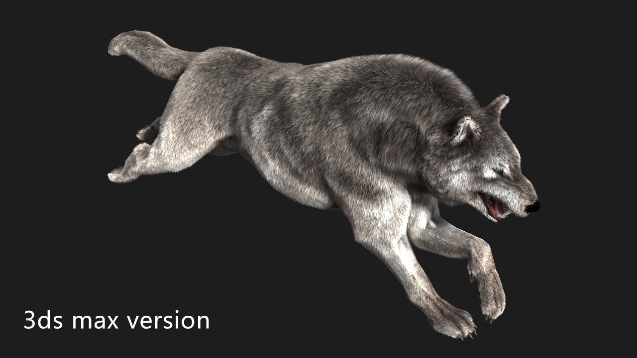 wolf wild dog husky beast howl hair Low-poly 3D model_4