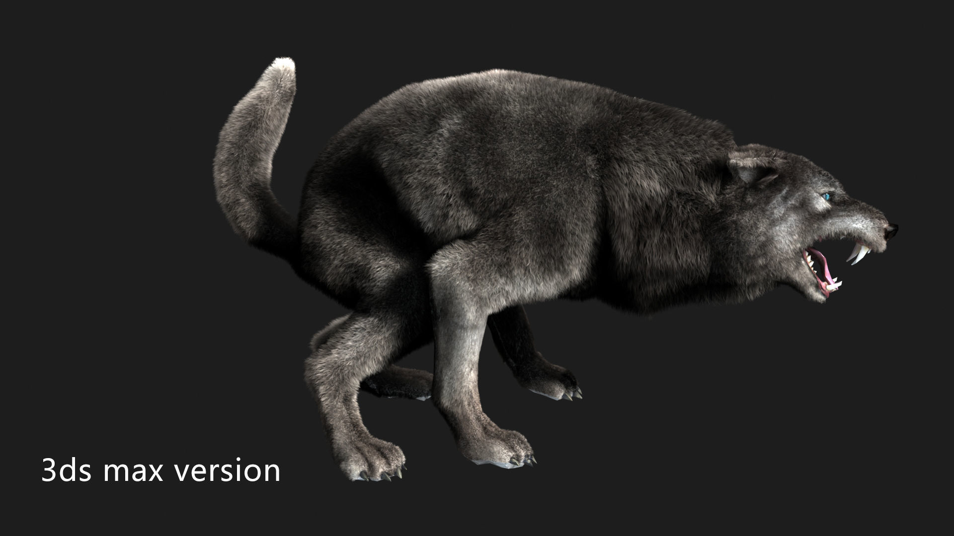 wolf wild dog husky beast howl hair Low-poly 3D model_2