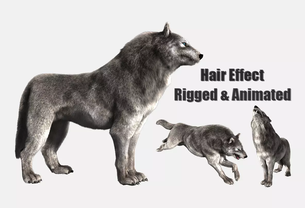 wolf wild dog husky beast howl hair Low-poly 3D model_0