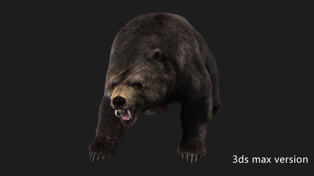 bear grizzly brown bear black bear Low-poly 3D model_5