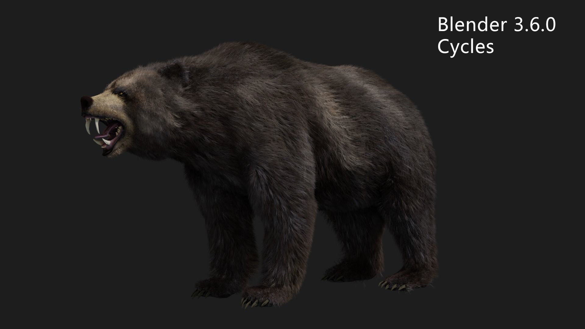 bear grizzly brown bear black bear Low-poly 3D model_11