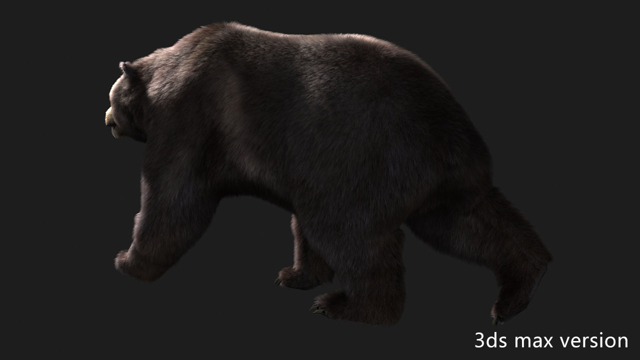 bear grizzly brown bear black bear Low-poly 3D model_6