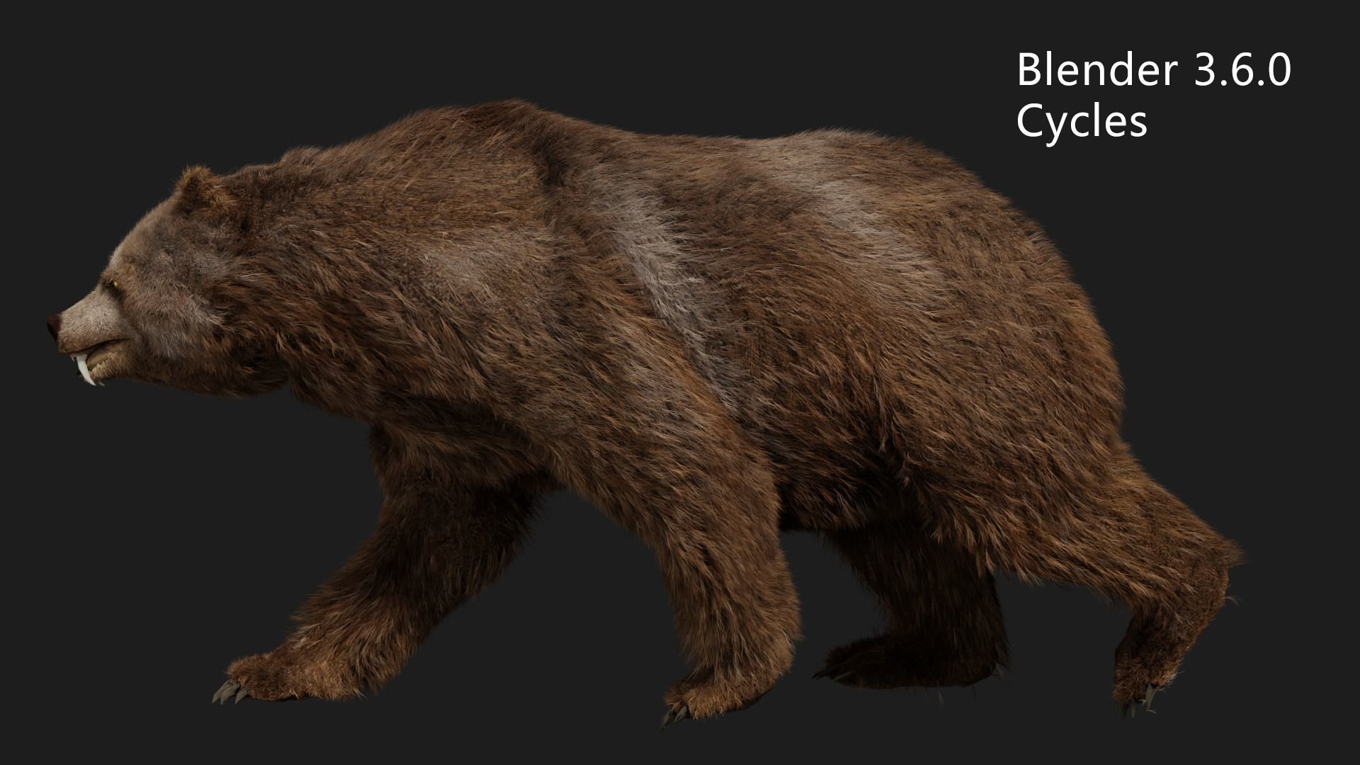 bear grizzly brown bear black bear Low-poly 3D model_9