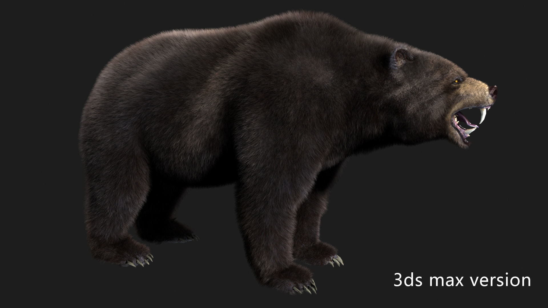 bear grizzly brown bear black bear Low-poly 3D model_3