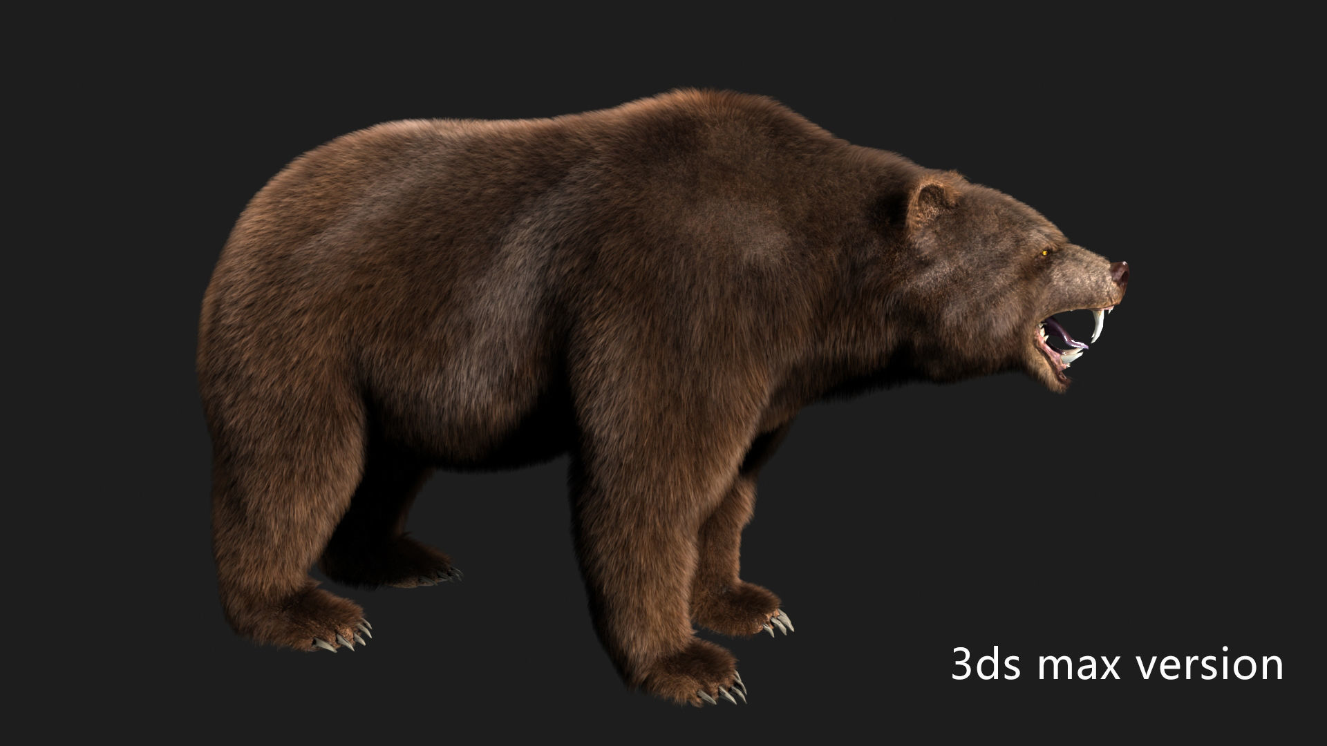 bear grizzly brown bear black bear Low-poly 3D model_4