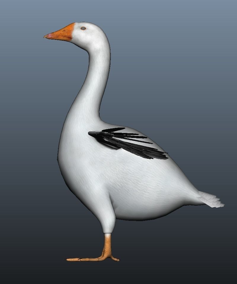 Modal Goose Low-poly 3D model_8