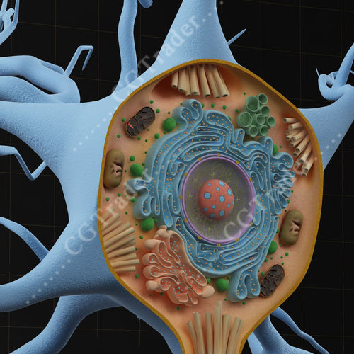 Neuron Cell Structure Section 3D model