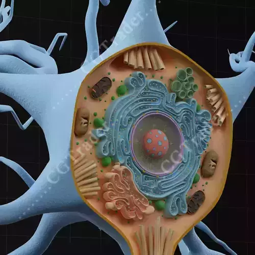 Neuron Cell Structure Section 3D model