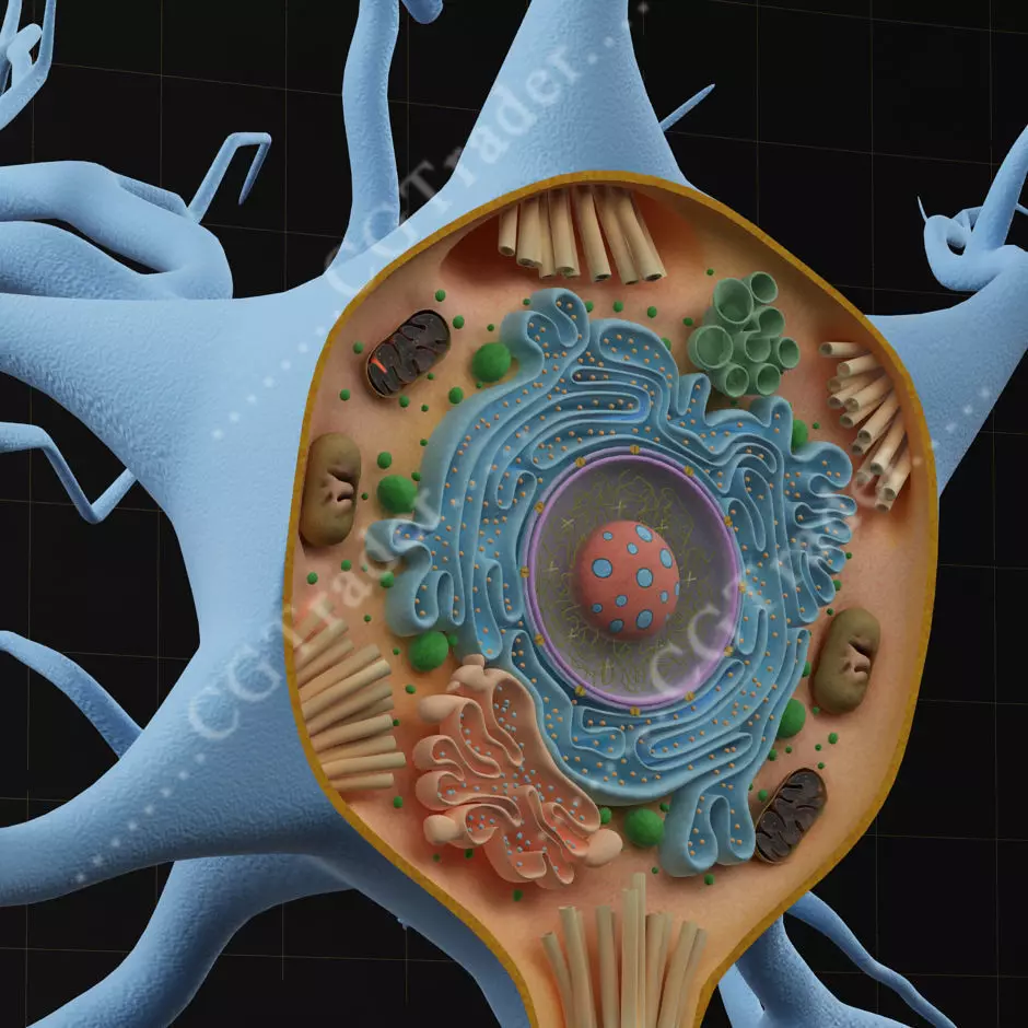 Neuron Cell Structure Section 3D model_0